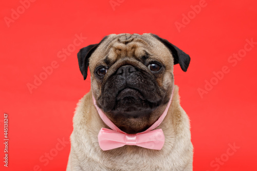 Portrait of adorable, happy dog of the pug breed. Cute smiling dog in  tie butterfly on red background. Free space for text. © KDdesignphoto
