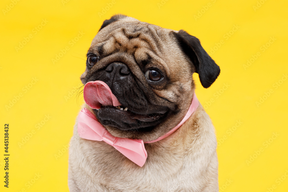 Portrait of adorable, happy dog of the pug breed. Cute smiling dog in  tie butterfly on yellow background. Free space for text.