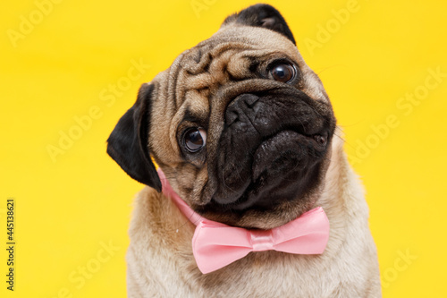 Portrait of adorable, happy dog of the pug breed. Cute smiling dog in tie butterfly on yellow background. Free space for text.