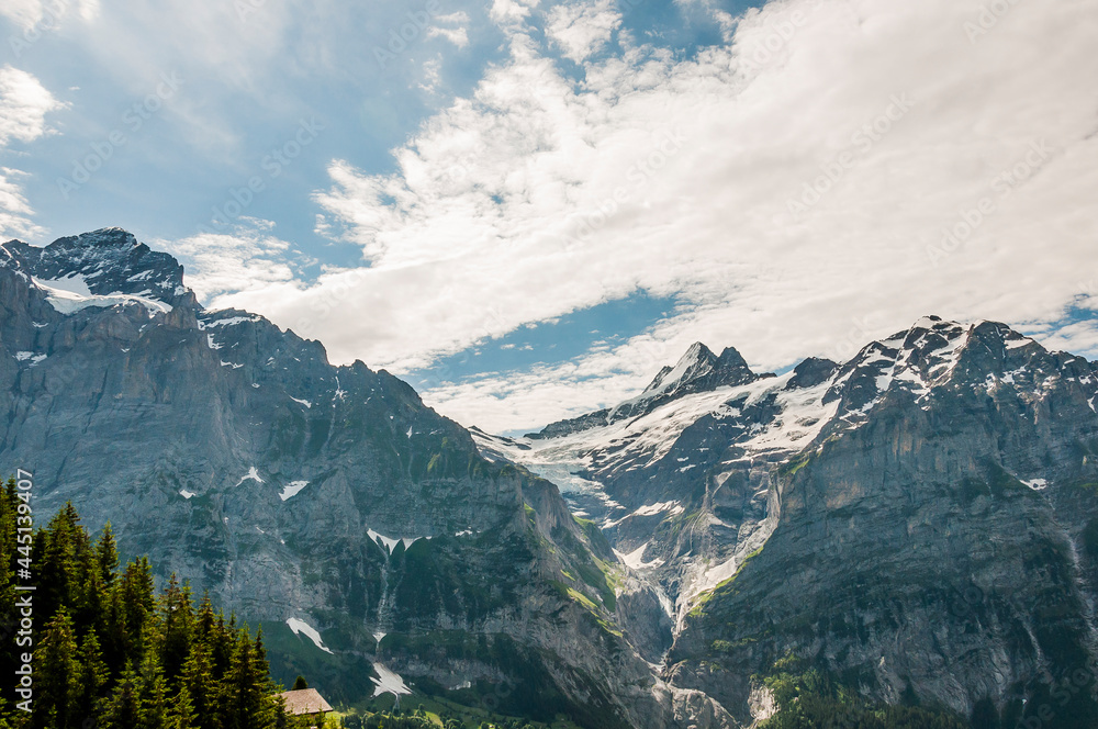Fototapeta premium Grindelwald, Wetterhorn, Grosse Scheidegg, Schreckhorn, Oberläger, Oberer Grindelwaldgletscher, Berner Oberland, Alpen, Wanderweg, Höhenweg, Sommer, Schweiz