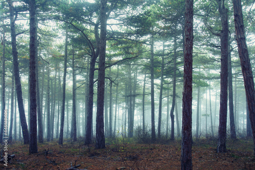 misty forest in the morning