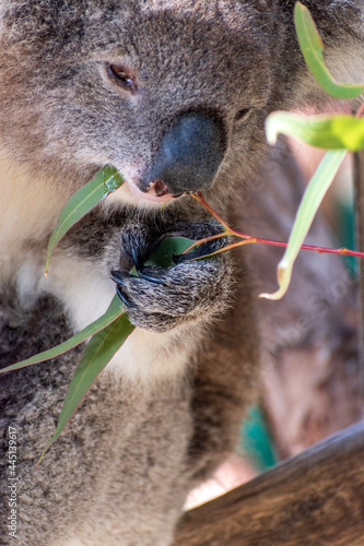 Canvas Print Closeup of a koala munching on eucalyptus leaves
