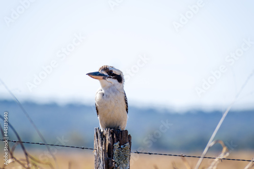 Soft focus of a kookaburra bird perched on a wood fence post photo
