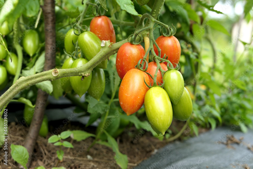 Tomatoes ripening on plant branch in vegetable garden.