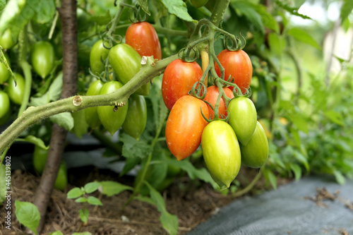 Wallpaper Mural Tomatoes ripening on plant branch in vegetable garden. Torontodigital.ca