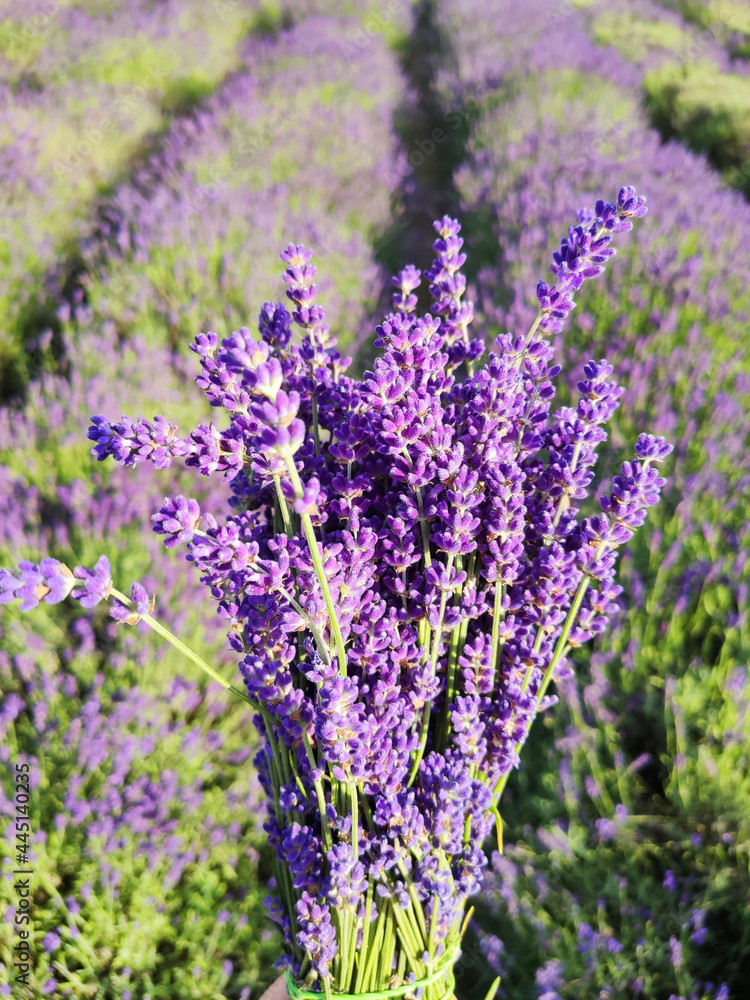 Naklejka premium Bouquet of lavender on lavender field.