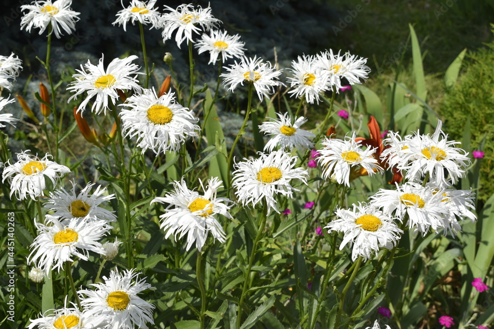 Fototapeta premium field of daisies