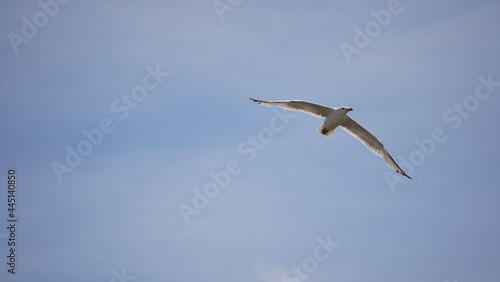 A seagull in flight