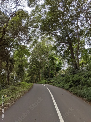 Wallpaper Mural road in the forest Torontodigital.ca