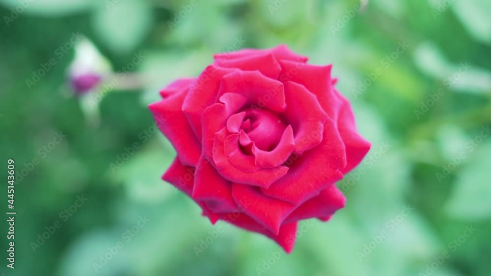 Beautiful Red Pink Rose Flower Close-up. A Rose in a Green Garden. Red Rose Background. Beautiful Red Pink Rose Flower Close-up. A Rose in a Green Garden. Red Rose Background.