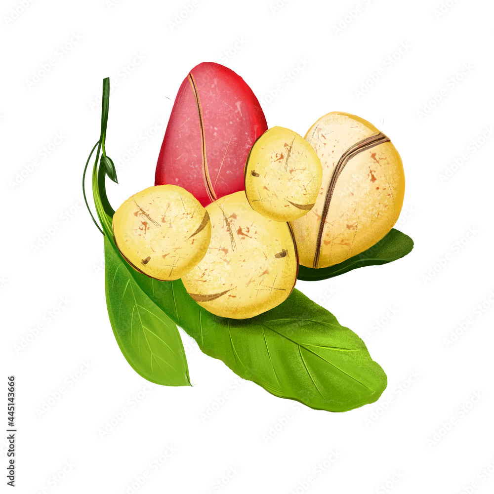 Kola nut fruit of Thai, tropical exotic food, dieting snack illustration isolated. Drawing of