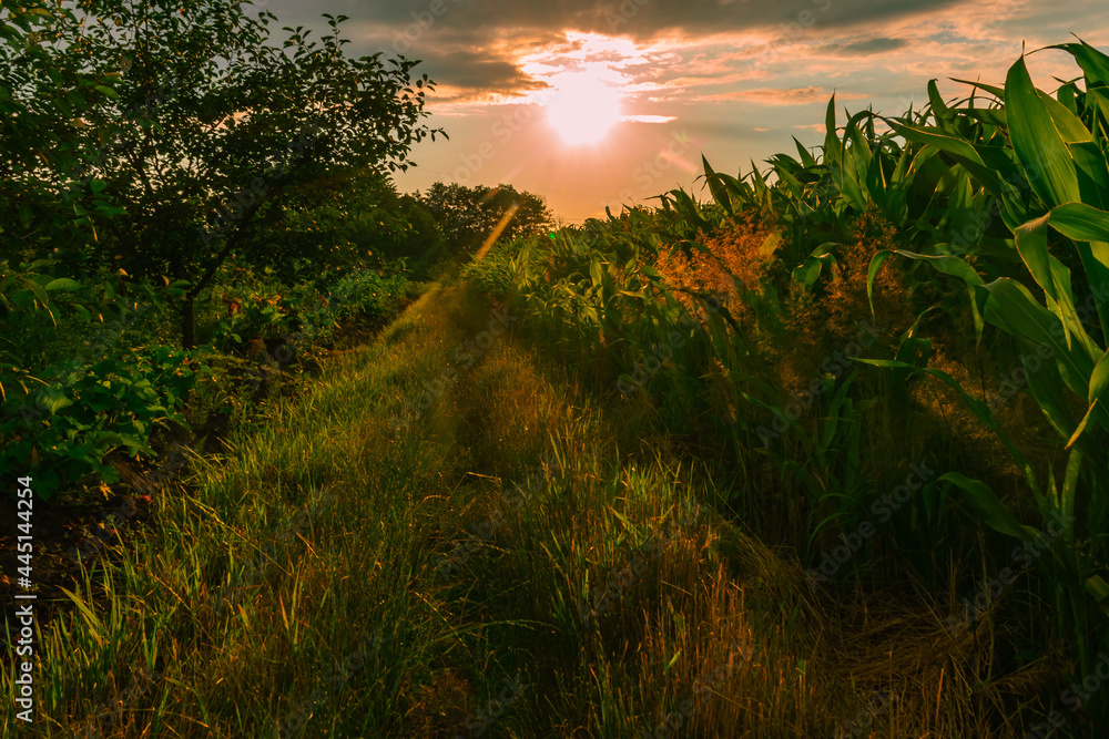 path near the vegetable garden and cornfield at sunset 
