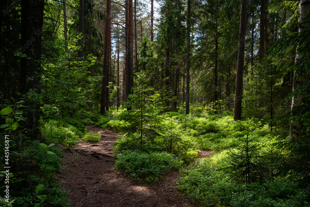 Mysterious path full of roots in the middle of wooden coniferous forrest, surrounded by green bushes and leaves and ferns Mysterious path full of roots in the middle of wooden coniferous forrest, surrounded by green bushes and leaves and ferns