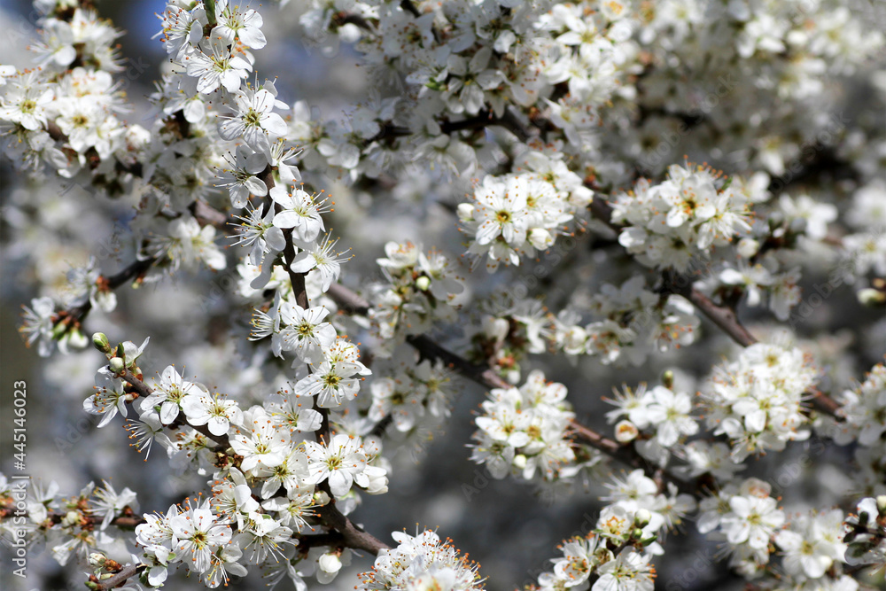 midland hawthorn bush (crataegus monogyna) midland hawthorn bush (crataegus monogyna)