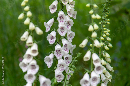 white dalmatian foxglove (digitalis)