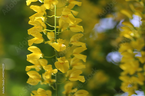 Tableau sur toile laburnum anagyroides