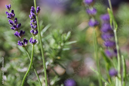 Lavender (Lavandula Angustifolium) and Rosemary (Rosmarinus Officinale)