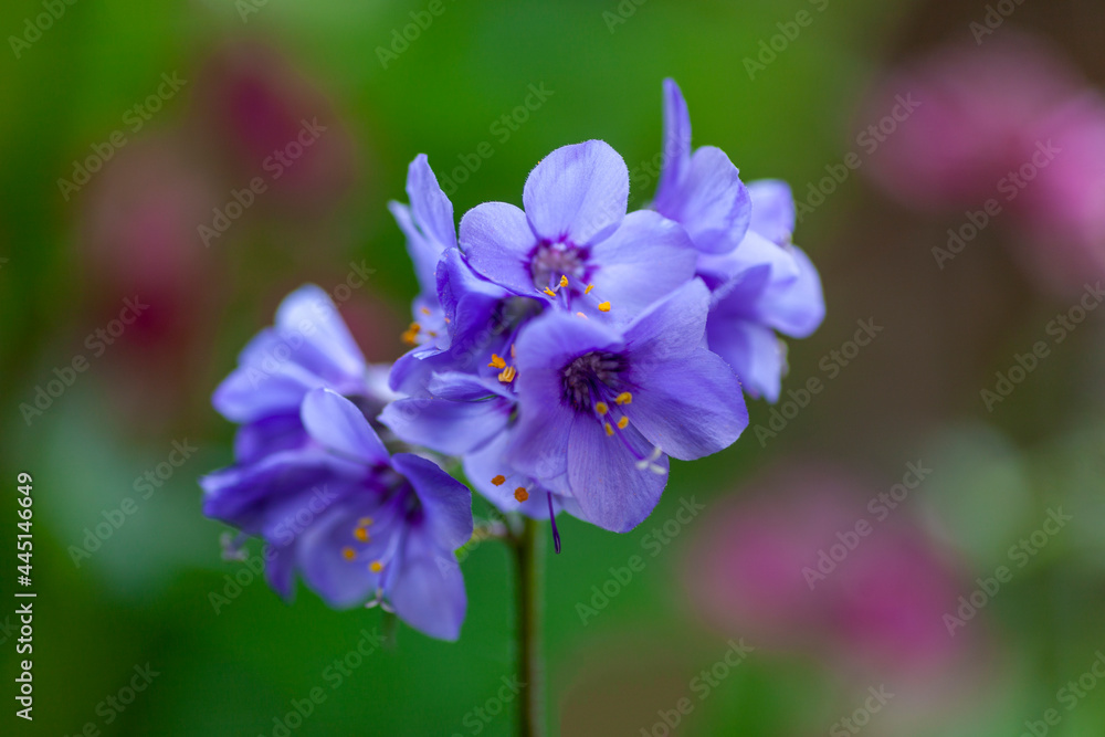 jacob's ladder (polemonium caeruleum) jacob's ladder (polemonium caeruleum)