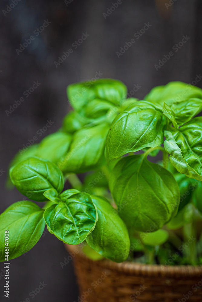 Obraz premium organic basil in the pot
