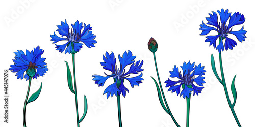 blue corflowers set