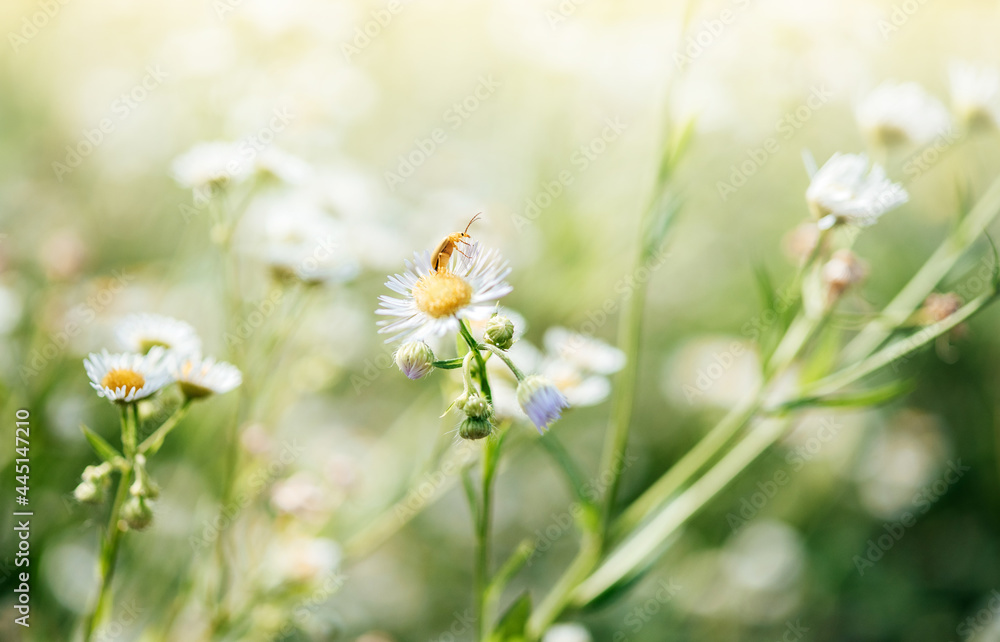Summer floral background with wild daisy flowers and a beetle, wild chamomile flowers close-up on green blurry background Summer floral background with wild daisy flowers and a beetle, wild chamomile flowers close-up on green blurry background