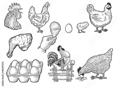 Chicken hen eggs and meat set line art sketch engraving vector illustration. T-shirt apparel print design. Scratch board imitation. Black and white hand drawn image.