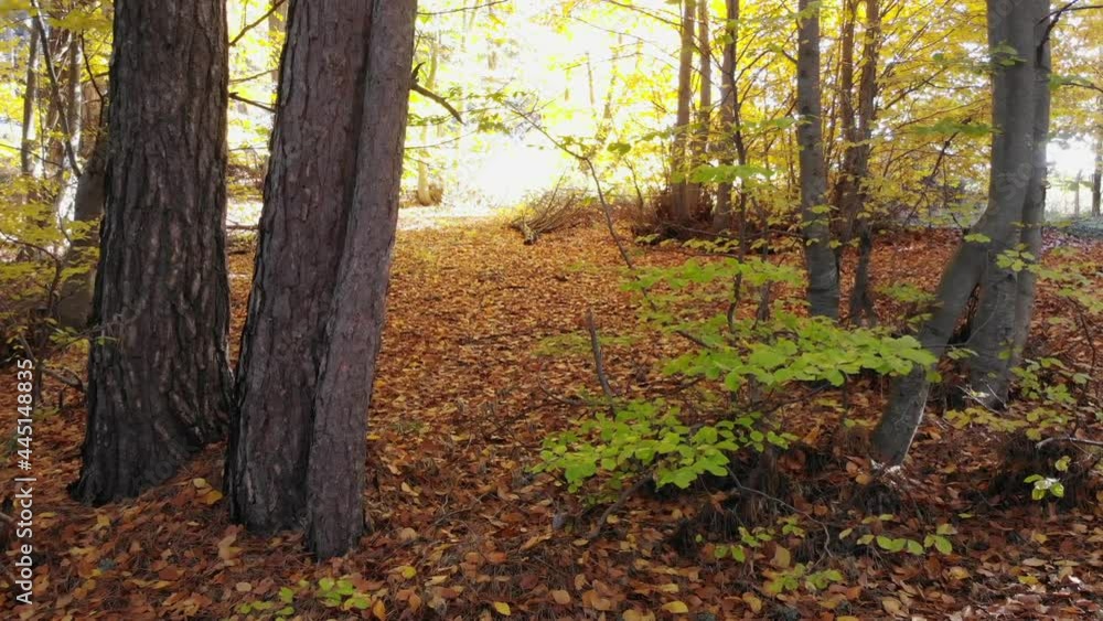 Dry autumn leaves on the pristine natural forest floor.Autumn leaf color is a phenomenon that affects the normal green leave of many deciduous trees shrubs yellow orange red purple nature cinematic 4K Dry autumn leaves on the pristine natural forest floor.Autumn leaf color is a phenomenon that affects the normal green leave of many deciduous trees shrubs yellow orange red purple nature cinematic 4K