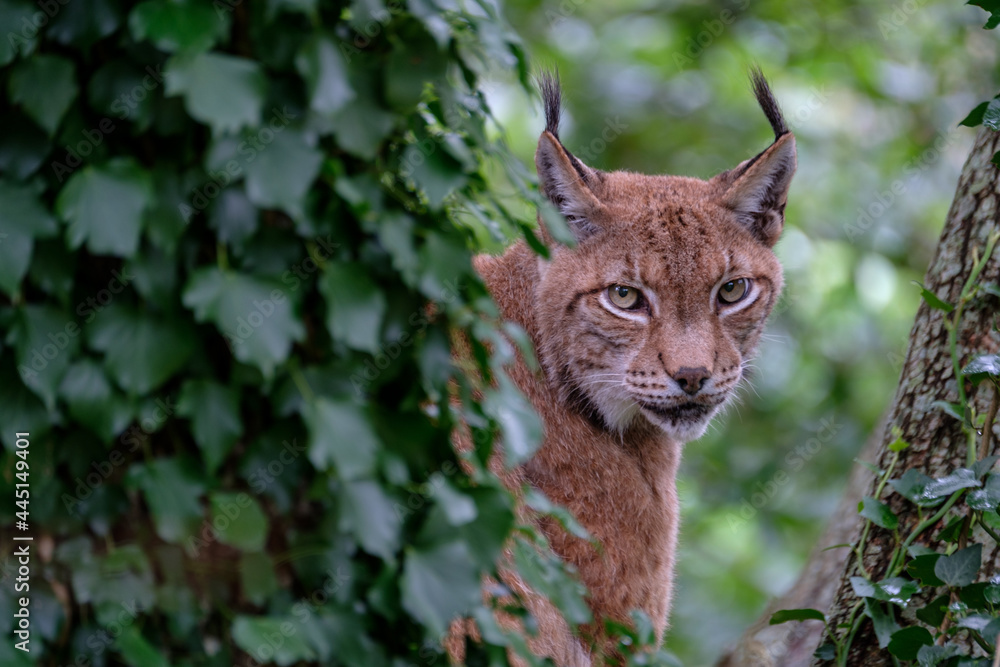 Fototapeta premium a close portrait of a lynx hidden in a tree