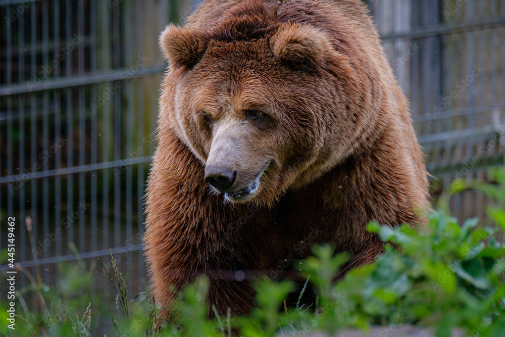 a Close portrait of a brown bear in a zoo