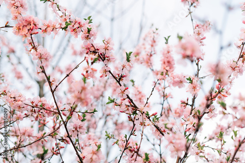 Spring blossom background. Beautiful nature scene with blooming tree and sun flare. Sunny day. Spring flowers. Beautiful Orchard. Abstract blurred background. Springtime