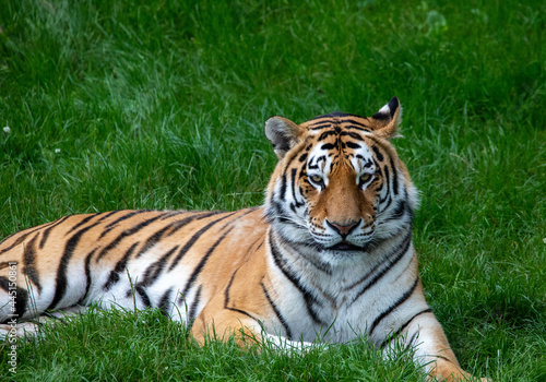 Closeup shot of a tiger in the ZSL Whipsnade Zoo in England photo
