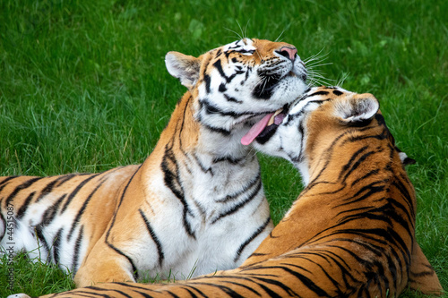 Closeup shot of tigers in the ZSL Whipsnade Zoo in England photo