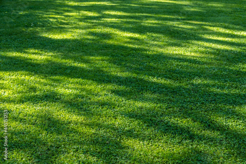 Clover lawn, view of a green lawn in spots from the sun for the background