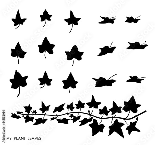 Black thin IVY liana grass leaves silhouettes isolated on white. Climbing thin plant. Autumn fallen field grass leaves. Stencil vector