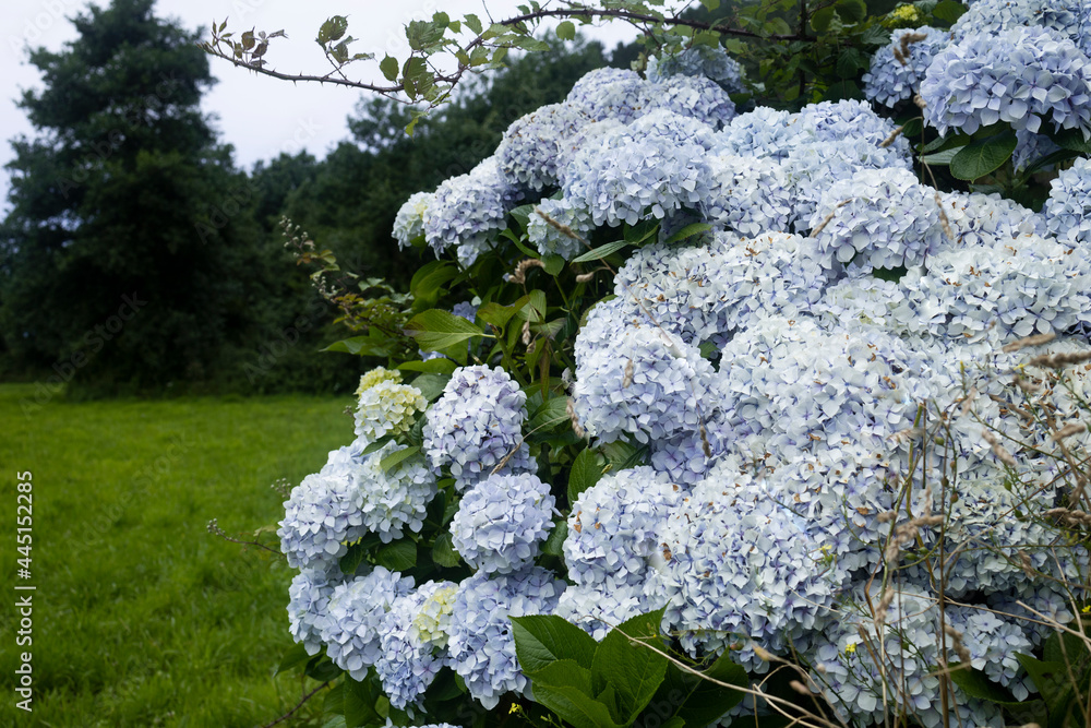 Pretty hydrangea flowers. Hortesias shrubs in northern Spain. Outdoor flower photography. Pretty hydrangea flowers. Hortesias shrubs in northern Spain. Outdoor flower photography.