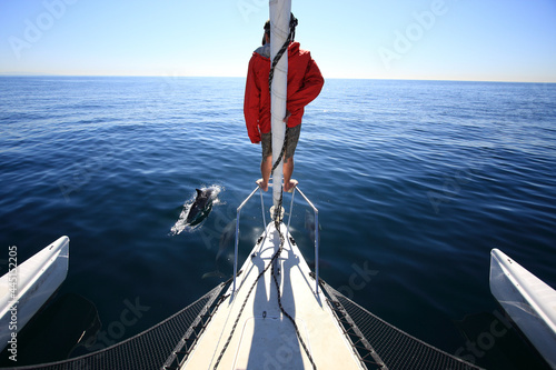 Sailing with dolphins