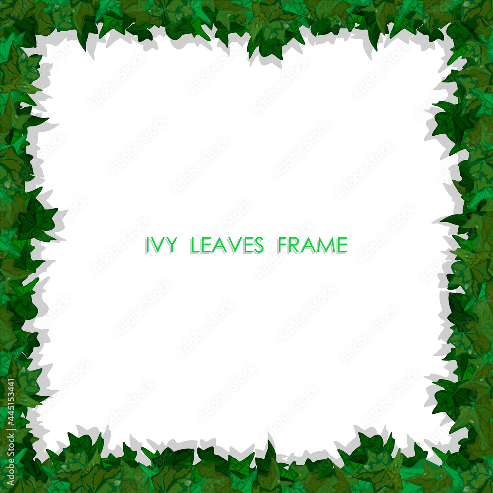 Decorative square frame made of green leaves of ivy plant. Floral plant frame made from wandering plant. Realistic vector Decorative square frame made of green leaves of ivy plant. Floral plant frame made from wandering plant. Realistic vector