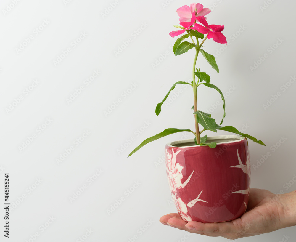 female hand holding a pink ceramic pot with a growing flower on a white background