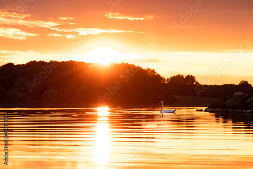 Orange sunset over lake and swan