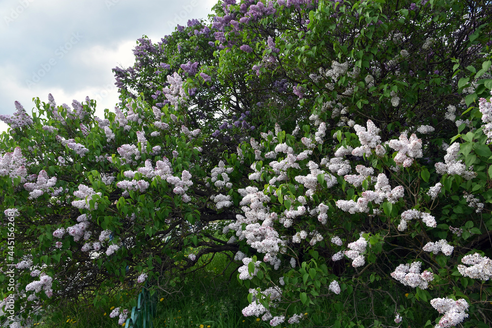 Lilac flowers in the meadow