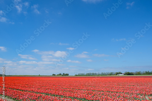 Tulipfields Flevoland Province, The Netherlands photo