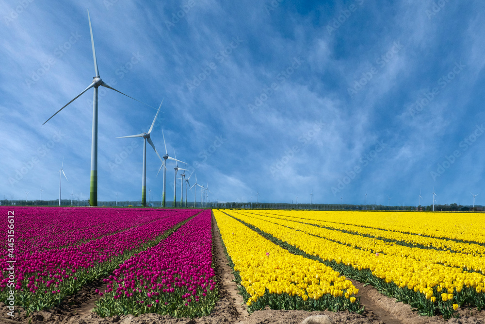 Windmills in a tulip field, Flevoland Province, Th Netherlands