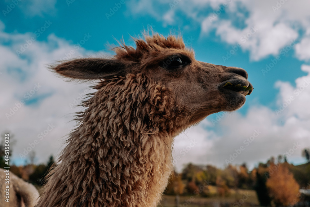 Fototapeta premium alpaca in the zoo
