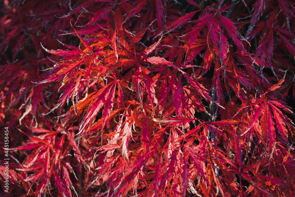 Naklejka premium red autumnal japanese maple leaves, fall foliage background