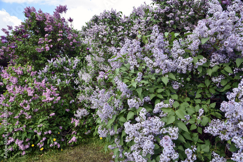 Lilac flowers in the garden