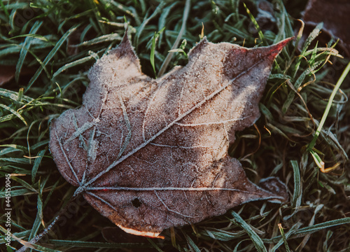 frozen maple foliage on a ground on a grass in early autumn morning
