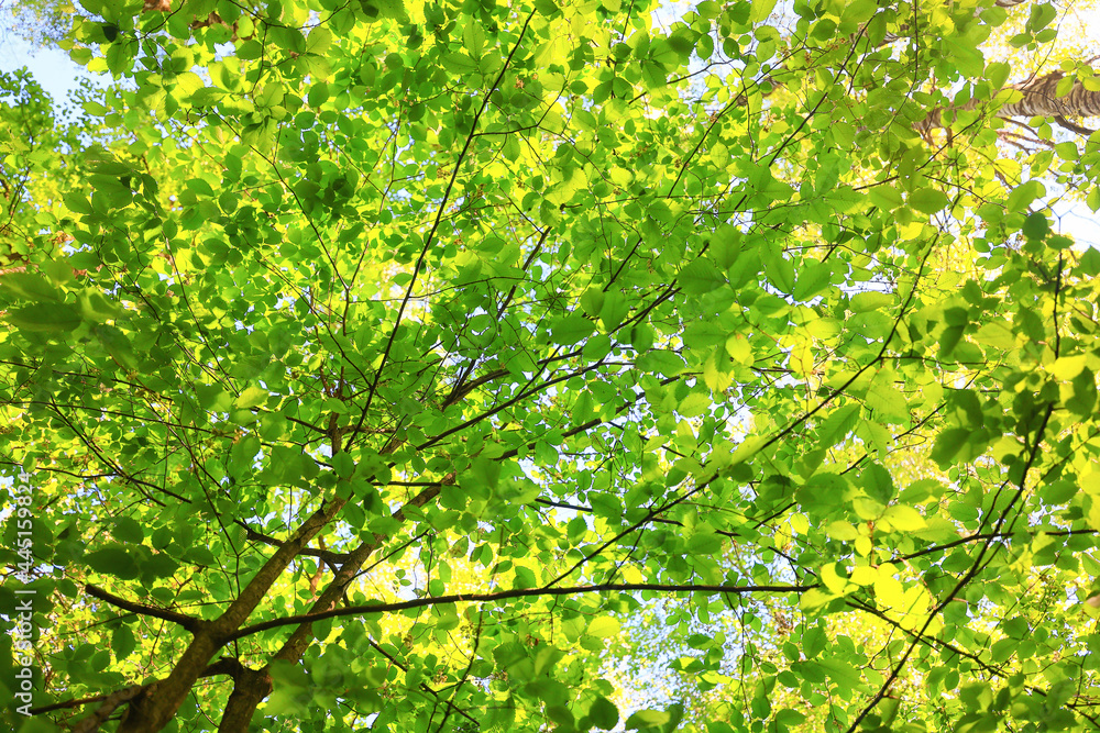 green leaves tree branches background summer abstract season summer nature young forest green leaves tree branches background summer abstract season summer nature young forest
