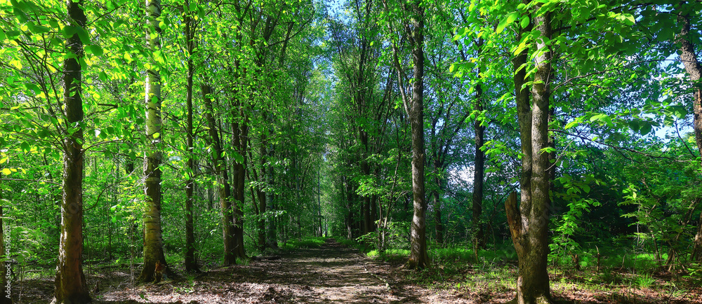 Obraz premium sunny summer day in green park, beautiful landscape trees background