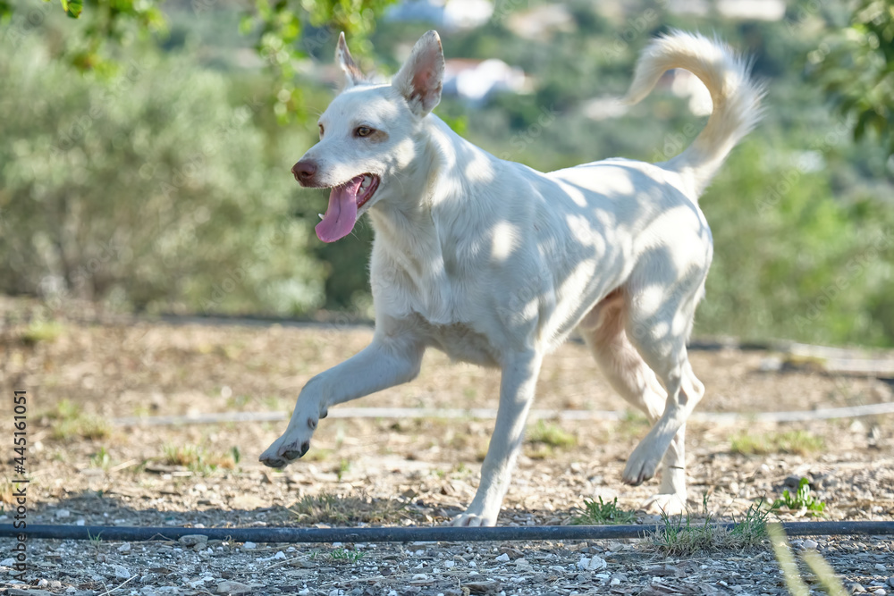 White Andalusian Hound running through the field, hunting dog for rabbits, hares, partridges and wood pigeons