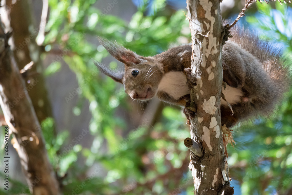 Obraz premium 木の上のエゾリス